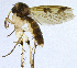  (Mycetophila lobulata - NVO.LMM-Myc-2176)  @11 [ ] by-nc (2021) Unspecified Regional Museum of Lapland, Rovaniemi