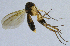  (Sceptonia costata - NVO.LMM-Myc-2192)  @11 [ ] by-nc (2021) Unspecified Regional Museum of Lapland, Rovaniemi