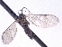  (Macrocera ezoensis - MYC_AP_00043)  @11 [ ] CreativeCommons - Attribution Non-Commercial (2016) Marko Mutanen University of Oulu