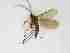  (Cratyna sp. 13_TM - LW-QMT106-2)  @11 [ ] CreativeCommonsAttribution Non-Commercial (2018) Unspecified Zhejiang A&F University