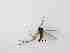  ( - LW-QMT266-2)  @11 [ ] CreativeCommonsAttribution Non-Commercial (2018) Unspecified Zhejiang A&F University