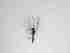  ( - LW-QMT463-2)  @11 [ ] CreativeCommonsAttribution Non-Commercial (2018) Unspecified Zhejiang A&F University