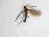  ( - LW-QMT96-2)  @11 [ ] CreativeCommonsAttribution Non-Commercial (2018) Unspecified Zhejiang A&F University
