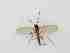  ( - LW-XG525-2)  @11 [ ] CreativeCommonsAttribution Non-Commercial (2018) Unspecified Zhejiang A&F University