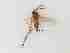  ( - LW-XG97-2)  @11 [ ] CreativeCommonsAttribution Non-Commercial (2018) Unspecified Zhejiang A&F University