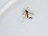  (Corynoptera sp. 29_TM - LW-QMT195)  @11 [ ] CreativeCommons  Attribution
Non-Commercial Share-Alike (2019) Unspecified Zhejiang A&F University