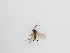  ( - LW-QMT213)  @11 [ ] CreativeCommons  Attribution
Non-Commercial Share-Alike (2019) Unspecified Zhejiang A&F University