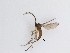  (Cratyna sp. 5_TM - LW-QMT22)  @11 [ ] CreativeCommons  Attribution
Non-Commercial Share-Alike (2019) Unspecified Zhejiang A&F University