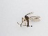  ( - LW-QMT303)  @11 [ ] CreativeCommons  Attribution
Non-Commercial Share-Alike (2019) Unspecified Zhejiang A&F University