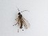  ( - LW-QMT373)  @11 [ ] CreativeCommons  Attribution
Non-Commercial Share-Alike (2019) Unspecified Zhejiang A&F University