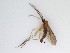  (Cratyna sp. 4_TM - LW-QMT412)  @11 [ ] CreativeCommons  Attribution
Non-Commercial Share-Alike (2019) Unspecified Zhejiang A&F University