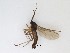  (Cratyna sp. 10_TM - LW-QMT416)  @11 [ ] CreativeCommons  Attribution
Non-Commercial Share-Alike (2019) Unspecified Zhejiang A&F University