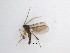  ( - LW-QMT70)  @11 [ ] CreativeCommons  Attribution
Non-Commercial Share-Alike (2019) Unspecified Zhejiang A&F University