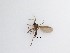  ( - LW-QMT81)  @11 [ ] CreativeCommons  Attribution
Non-Commercial Share-Alike (2019) Unspecified Zhejiang A&F University