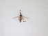  (Corynoptera sp. 33_TM - LW-XG162)  @11 [ ] CreativeCommons  Attribution
Non-Commercial Share-Alike (2019) Unspecified Zhejiang A&F University