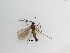  (Mohrigia sp. 4_TM - LW-XG716)  @11 [ ] CreativeCommons  Attribution
Non-Commercial Share-Alike (2019) Unspecified Zhejiang A&F University