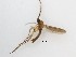  (Cratyna sp. 15_TM - LW-XG728)  @11 [ ] CreativeCommons  Attribution
Non-Commercial Share-Alike (2019) Unspecified Zhejiang A&F University