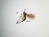  (Cratyna sp. 14_TM - LW-XG760)  @11 [ ] CreativeCommons  Attribution
Non-Commercial Share-Alike (2019) Unspecified Zhejiang A&F University