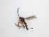  (Cratyna sp. 12_TM - LW-XG872)  @11 [ ] CreativeCommons  Attribution
Non-Commercial Share-Alike (2019) Unspecified Zhejiang A&F University