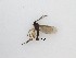  ( - LW-XG936)  @11 [ ] CreativeCommons  Attribution
Non-Commercial Share-Alike (2019) Unspecified Zhejiang A&F University