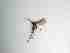  ( - TMM-125-2)  @11 [ ] CreativeCommonsAttribution Non-Commercial (2018) Unspecified Zhejiang A&F University