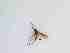 ( - TMM-148-2)  @11 [ ] CreativeCommonsAttribution Non-Commercial (2018) Unspecified Zhejiang A&F University