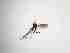  ( - TMM-309-2)  @11 [ ] CreativeCommonsAttribution Non-Commercial (2018) Unspecified Zhejiang A&F University