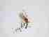  ( - TMM-327-2)  @11 [ ] CreativeCommonsAttribution Non-Commercial (2018) Unspecified Zhejiang A&F University