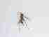  ( - TMM-403-2)  @11 [ ] CreativeCommonsAttribution Non-Commercial (2018) Unspecified Zhejiang A&F University
