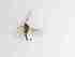  (Cratyna sp. 8_TM - TMM-407-2)  @11 [ ] CreativeCommonsAttribution Non-Commercial (2018) Unspecified Zhejiang A&F University