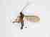  ( - TMM-409-2)  @11 [ ] CreativeCommonsAttribution Non-Commercial (2018) Unspecified Zhejiang A&F University