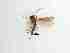  ( - TMM-411-2)  @11 [ ] CreativeCommonsAttribution Non-Commercial (2018) Unspecified Zhejiang A&F University