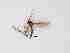  ( - TMM-442-2)  @11 [ ] CreativeCommonsAttribution Non-Commercial (2018) Unspecified Zhejiang A&F University