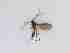  ( - TMM-501-2)  @11 [ ] CreativeCommonsAttribution Non-Commercial (2018) Unspecified Zhejiang A&F University