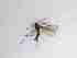  ( - TMM-502-2)  @11 [ ] CreativeCommonsAttribution Non-Commercial (2018) Unspecified Zhejiang A&F University