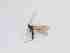  ( - TMM-674-2)  @11 [ ] CreativeCommonsAttribution Non-Commercial (2018) Unspecified Zhejiang A&F University