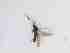  ( - TMM-675-2)  @11 [ ] CreativeCommonsAttribution Non-Commercial (2018) Unspecified Zhejiang A&F University