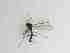  ( - TMM-700-2)  @11 [ ] CreativeCommonsAttribution Non-Commercial (2018) Unspecified Zhejiang A&F University