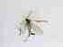  ( - TMM-703-2)  @11 [ ] CreativeCommonsAttribution Non-Commercial (2018) Unspecified Zhejiang A&F University