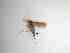  ( - TMM-745-2)  @11 [ ] CreativeCommonsAttribution Non-Commercial (2018) Unspecified Zhejiang A&F University