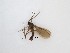  ( - TMM-1018)  @11 [ ] CreativeCommons  Attribution
Non-Commercial Share-Alike (2019) Unspecified Zhejiang A&F University