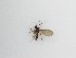  ( - TMM-1034)  @11 [ ] CreativeCommons  Attribution
Non-Commercial Share-Alike (2019) Unspecified Zhejiang A&F University