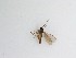  ( - TMM-1067)  @11 [ ] CreativeCommons  Attribution
Non-Commercial Share-Alike (2019) Unspecified Zhejiang A&F University