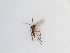  ( - TMM-1136)  @11 [ ] CreativeCommons  Attribution
Non-Commercial Share-Alike (2019) Unspecified Zhejiang A&F University