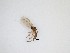  ( - TMM-1175)  @11 [ ] CreativeCommons  Attribution
Non-Commercial Share-Alike (2019) Unspecified Zhejiang A&F University