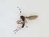  ( - TMM-132)  @11 [ ] CreativeCommons  Attribution
Non-Commercial Share-Alike (2019) Unspecified Zhejiang A&F University