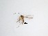  ( - TMM-196)  @11 [ ] CreativeCommons  Attribution
Non-Commercial Share-Alike (2019) Unspecified Zhejiang A&F University