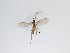  (Cratyna sp. 9_TM - TMM-296)  @11 [ ] CreativeCommons  Attribution
Non-Commercial Share-Alike (2019) Unspecified Zhejiang A&F University
