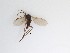  ( - TMM-399)  @11 [ ] CreativeCommons  Attribution
Non-Commercial Share-Alike (2019) Unspecified Zhejiang A&F University
