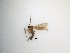  ( - TMM-434)  @11 [ ] CreativeCommons  Attribution
Non-Commercial Share-Alike (2019) Unspecified Zhejiang A&F University